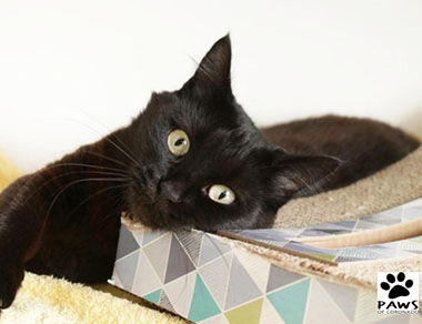 Adopt-A-Pet